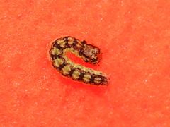 Oreana unicolorella