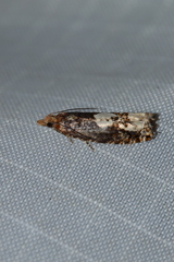 Epinotia trigonella