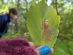 Cameraria hamameliella