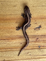 Afrogecko porphyreus
