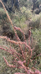 Amaranthus fimbriatus