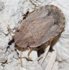 Sciocoris deltocephalus