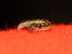 Oreana unicolorella