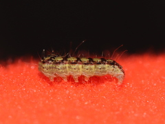 Oreana unicolorella