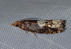 Epinotia trigonella