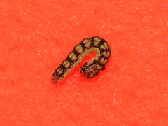 Oreana unicolorella