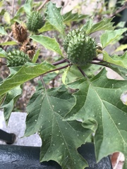 Datura stramonium