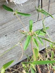 Croton glandulosus