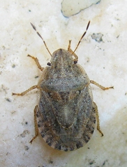 Sciocoris macrocephalus