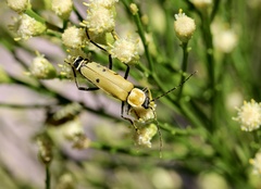 Chauliognathus misellus