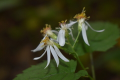 Eurybia