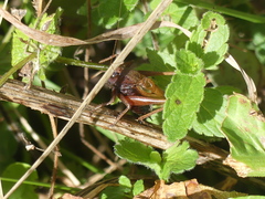 Metrioptera
