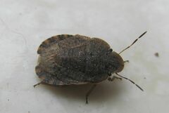 Sciocoris microphthalmus