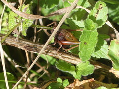 Metrioptera