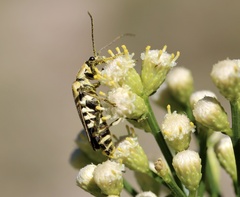 Chauliognathus misellus