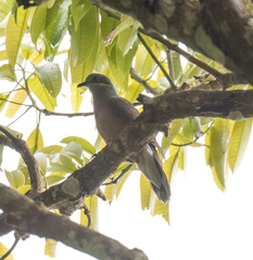 Phapitreron leucotis nigrorum