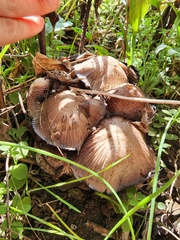 Coprinopsis romagnesiana