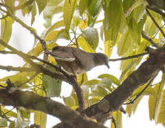 Phapitreron leucotis nigrorum