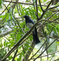 Dicrurus balicassius mirabilis