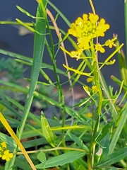 Erysimum cheiranthoides