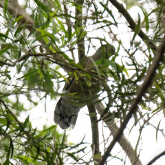Phapitreron leucotis
