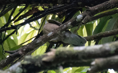 Phapitreron leucotis