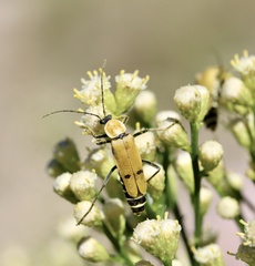 Chauliognathus misellus