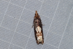 Epinotia trigonella