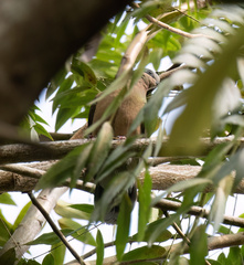 Phapitreron leucotis
