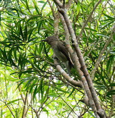 Hypsipetes guimarasensis