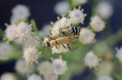 Chauliognathus misellus