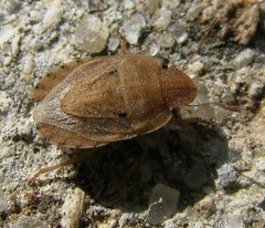 Sciocoris sulcatus