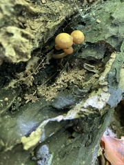 Pholiota granulosa
