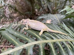 Bradypodion damaranum