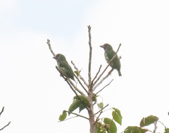 Psilopogon haemacephalus