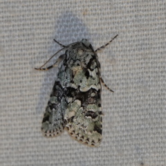 Lacinipolia implicata