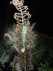 Bradypodion damaranum