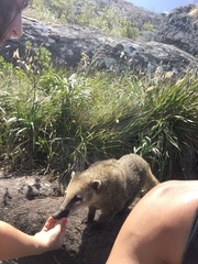 Nasua nasua