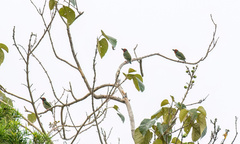 Psilopogon haemacephalus