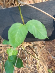 Thyrsanthella difformis