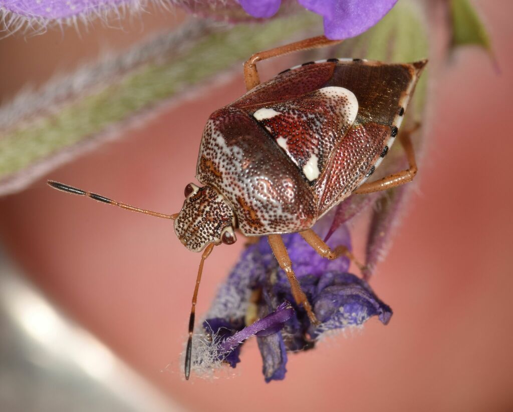Stagonomus