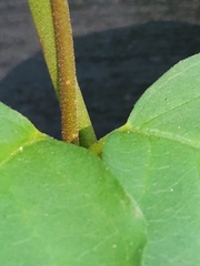 Thyrsanthella difformis