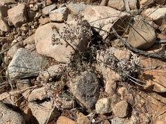 Eriogonum corymbosum