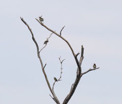 Psilopogon haemacephalus