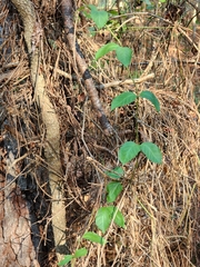 Thyrsanthella difformis