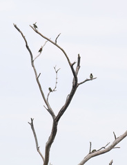 Psilopogon haemacephalus