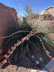 Hesperaloe