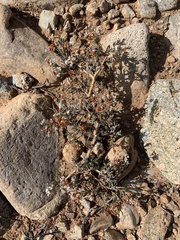 Eriogonum corymbosum
