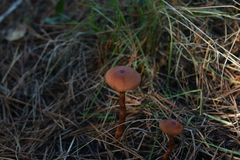Cortinarius cinnamomeus
