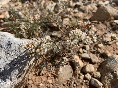 Eriogonum corymbosum